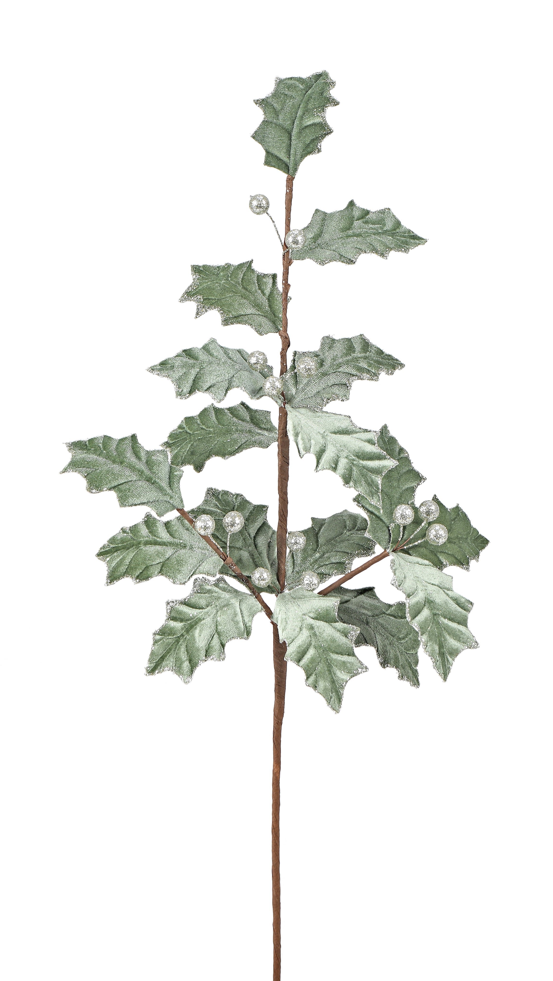 Common Holly. 83 cm