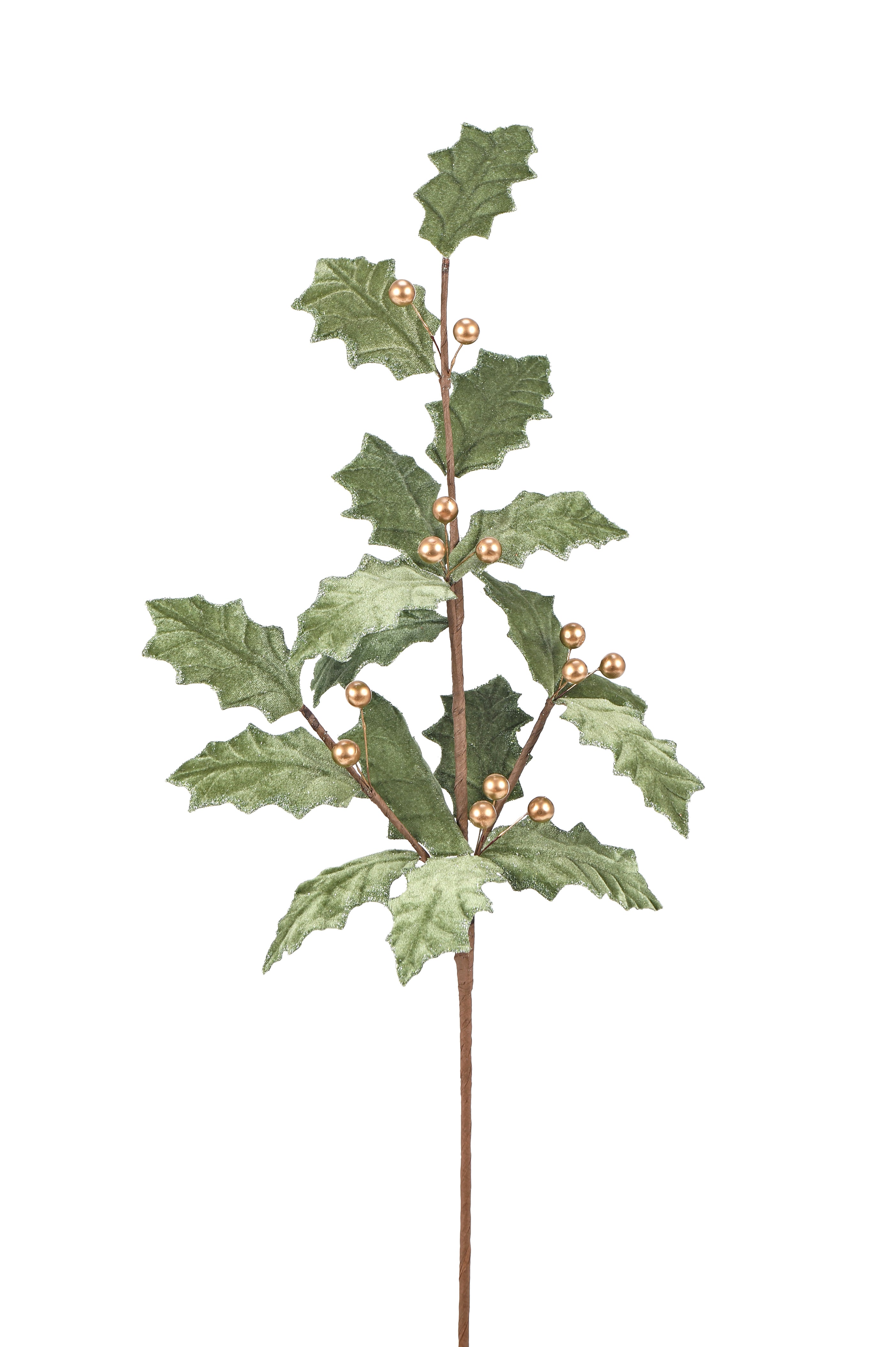 Common Holly. 83 cm